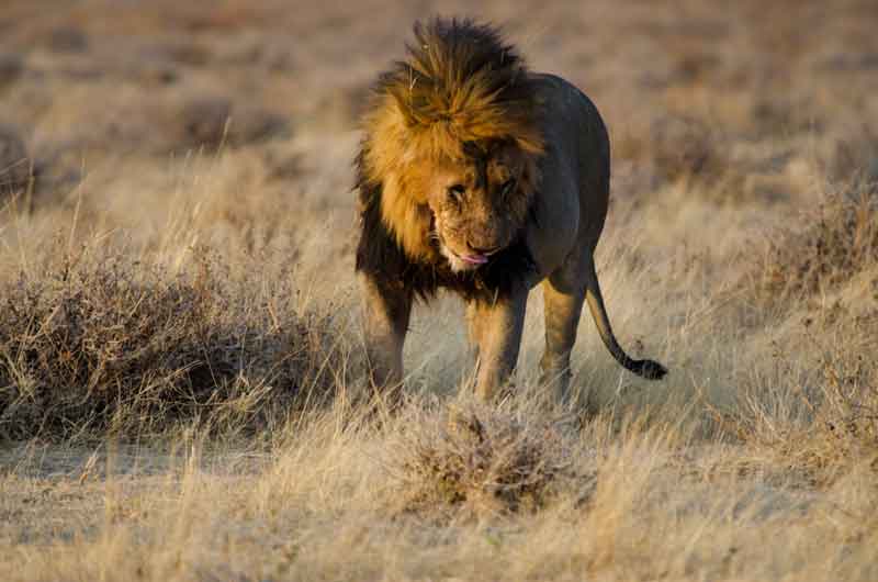 106 - Namibia - leones comiendo - parque nacional de Etosha